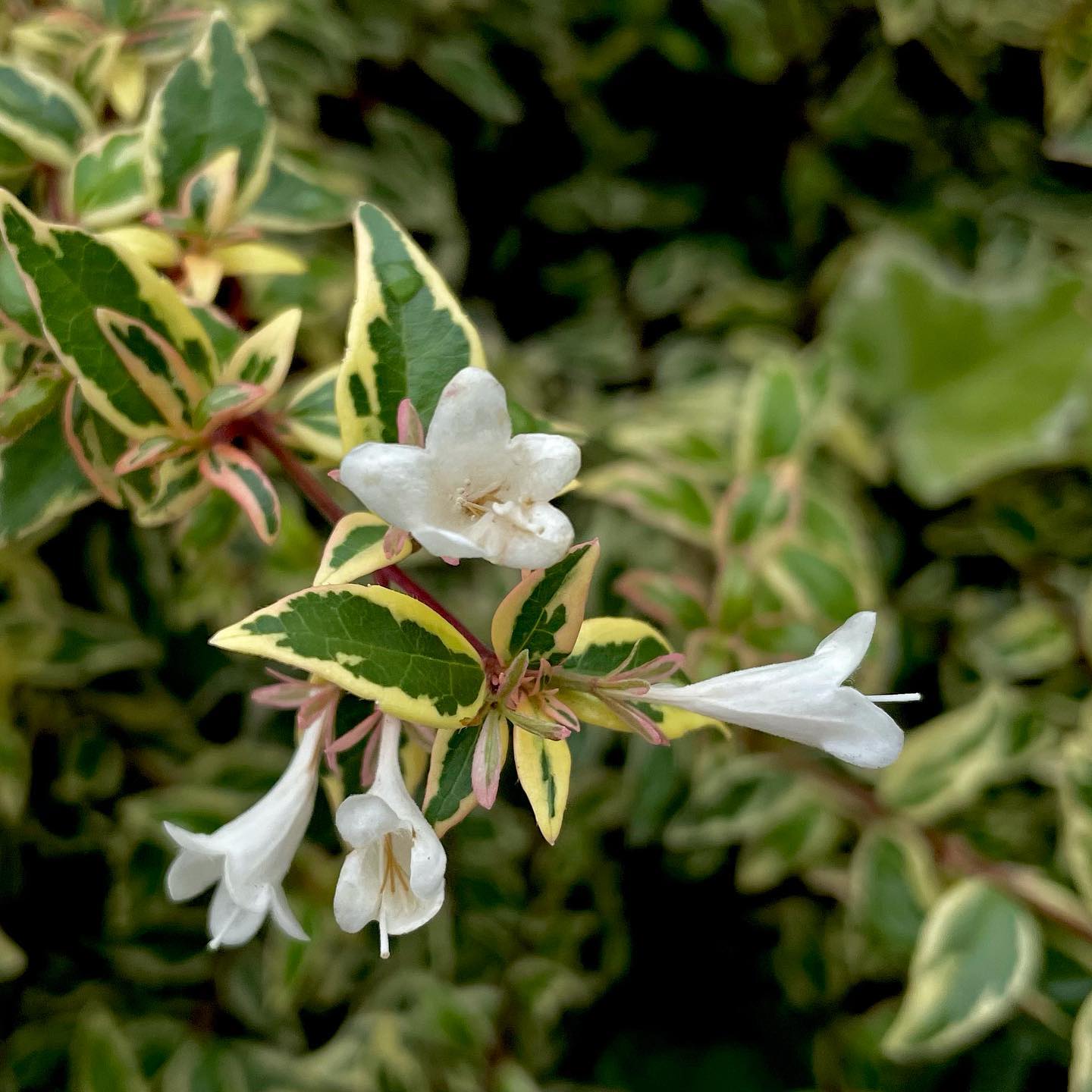 Abelia x Grandiflora 'Hopleys'