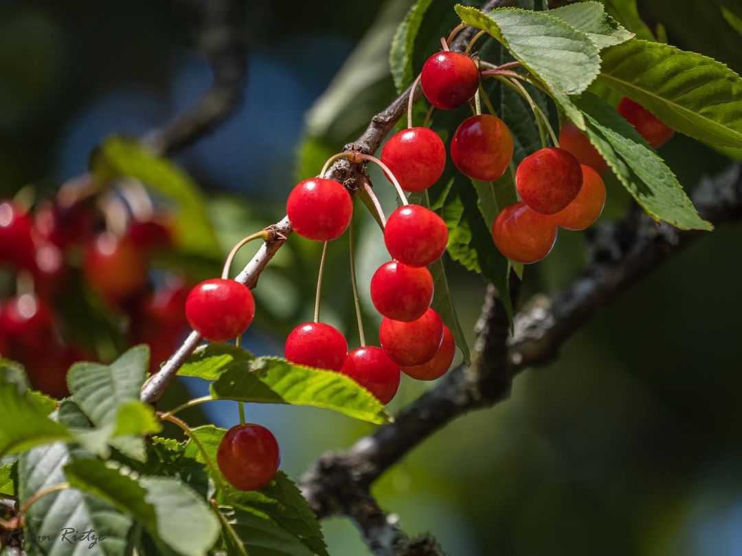 Prunus Emarginata (Bitter Cherry)
