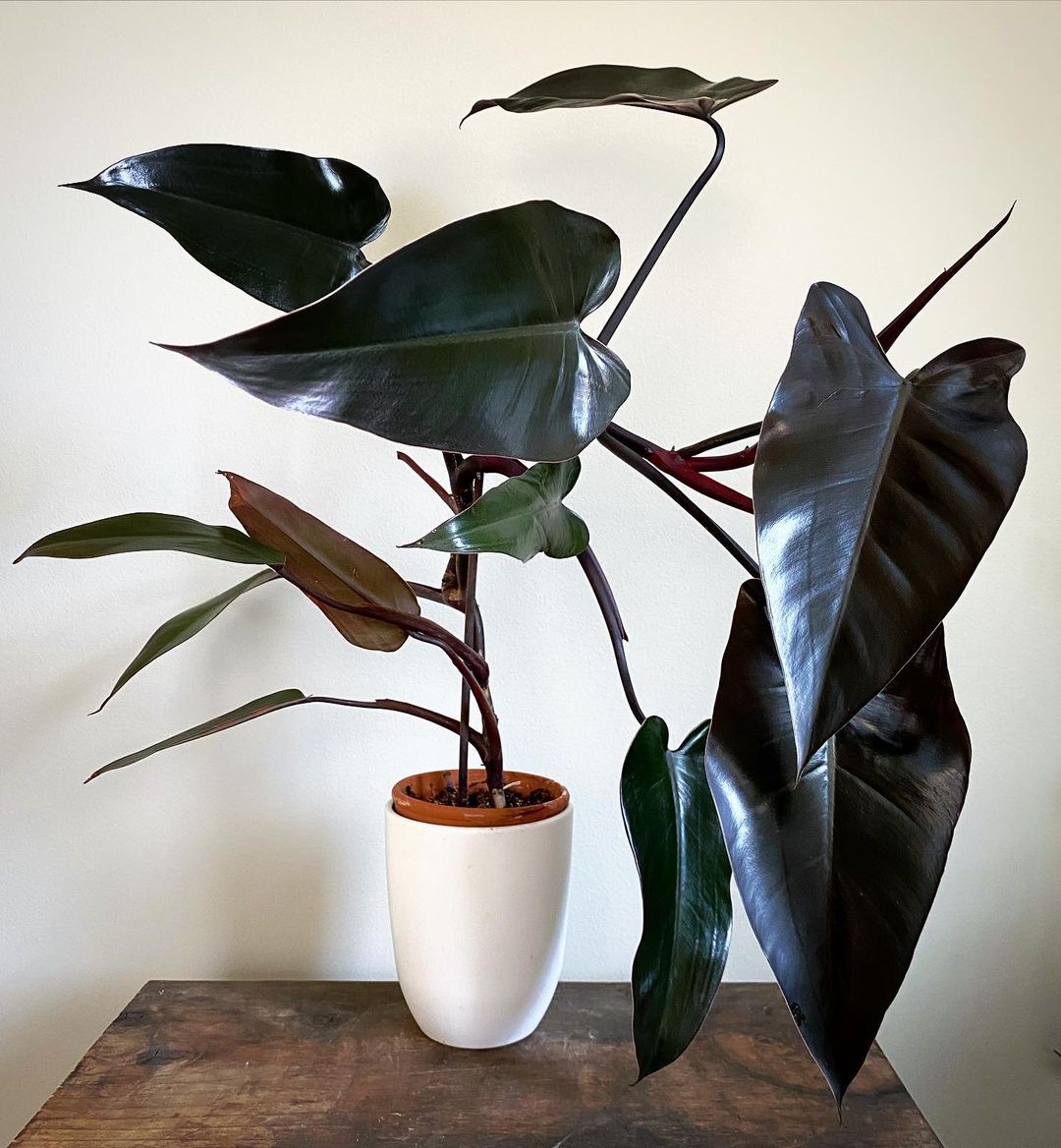 Black Philodendron - Philodendron Melanochrysum