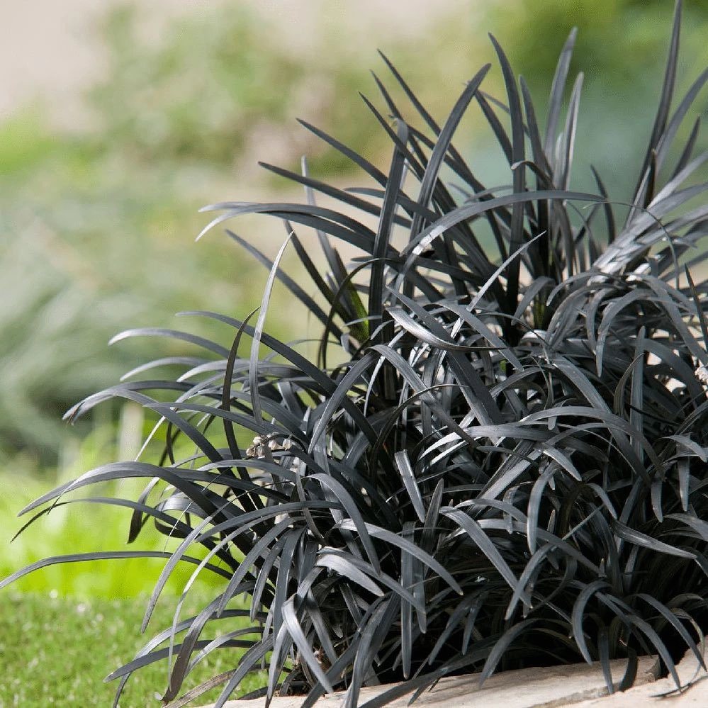 Black Mondo Grass - Ophiopogon Planiscapus 'Nigrescens'