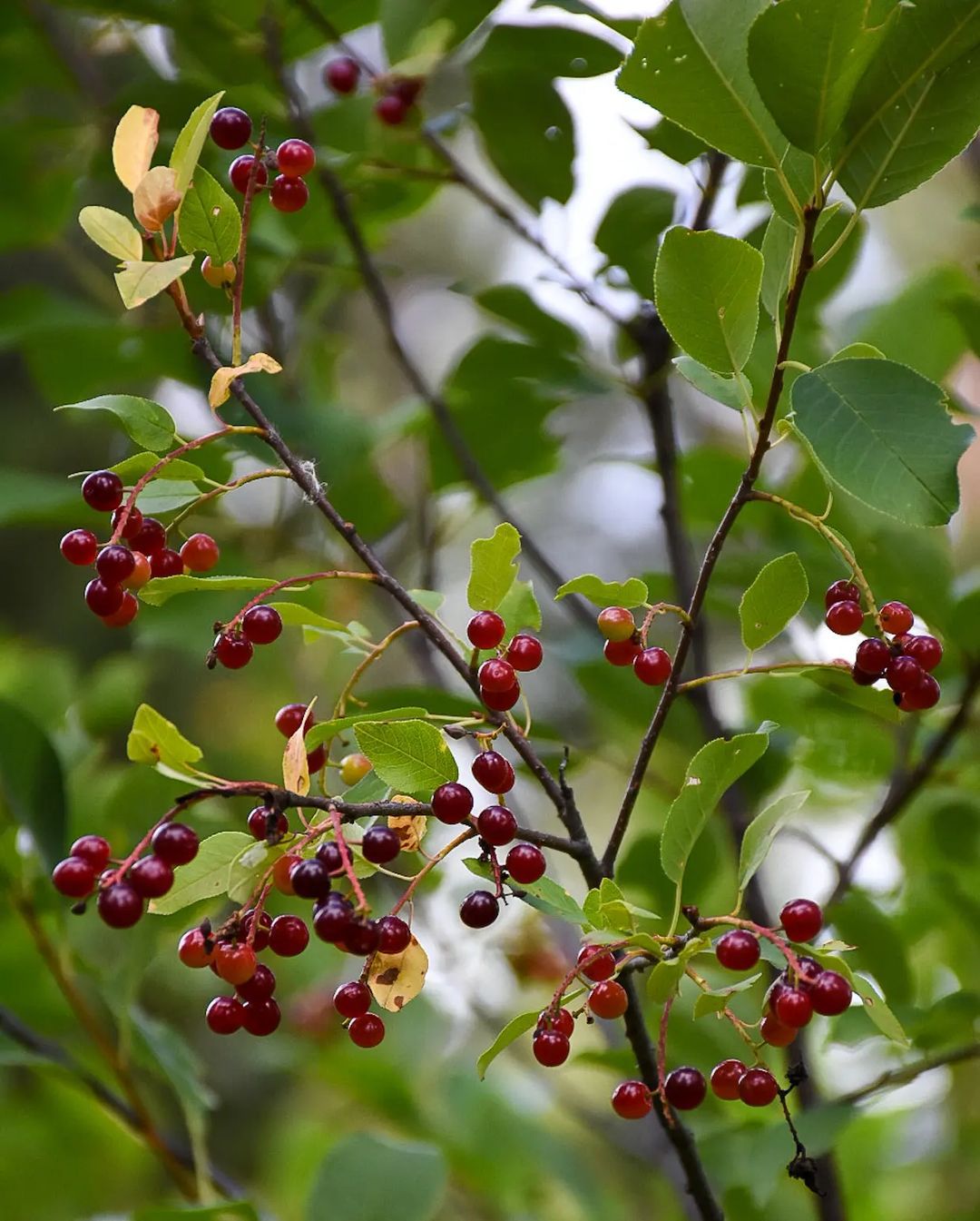 Prunus Virginiana (Chokecherry)