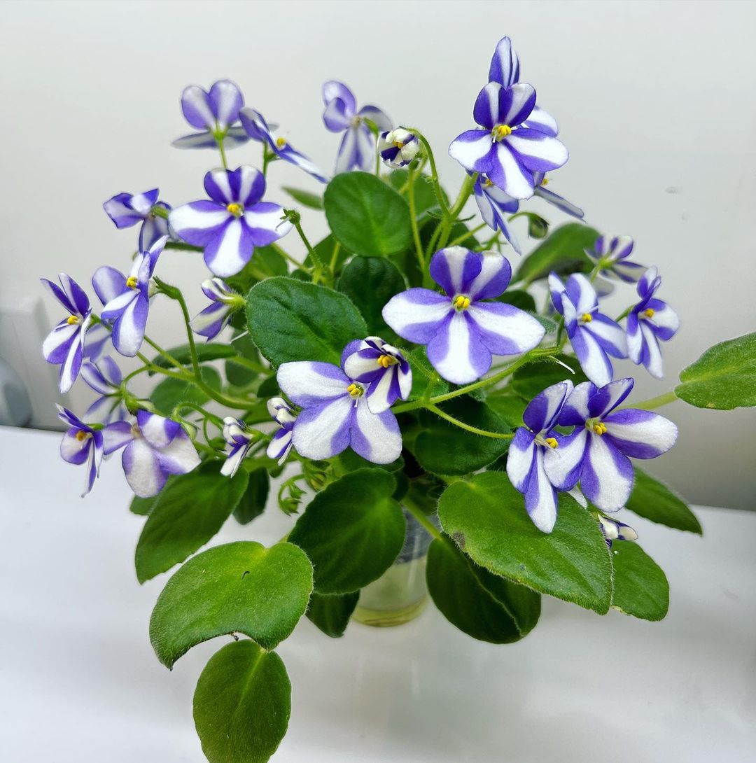 African Violet (Saintpaulia ionantha):