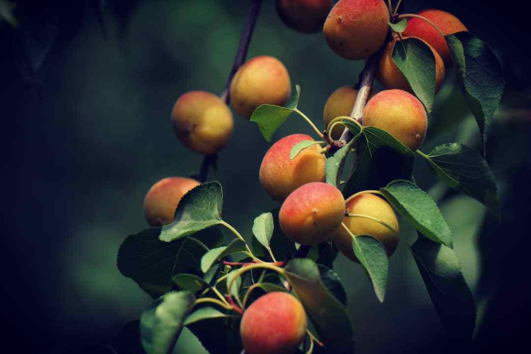 Prunus Sibirica (Siberian Apricot)