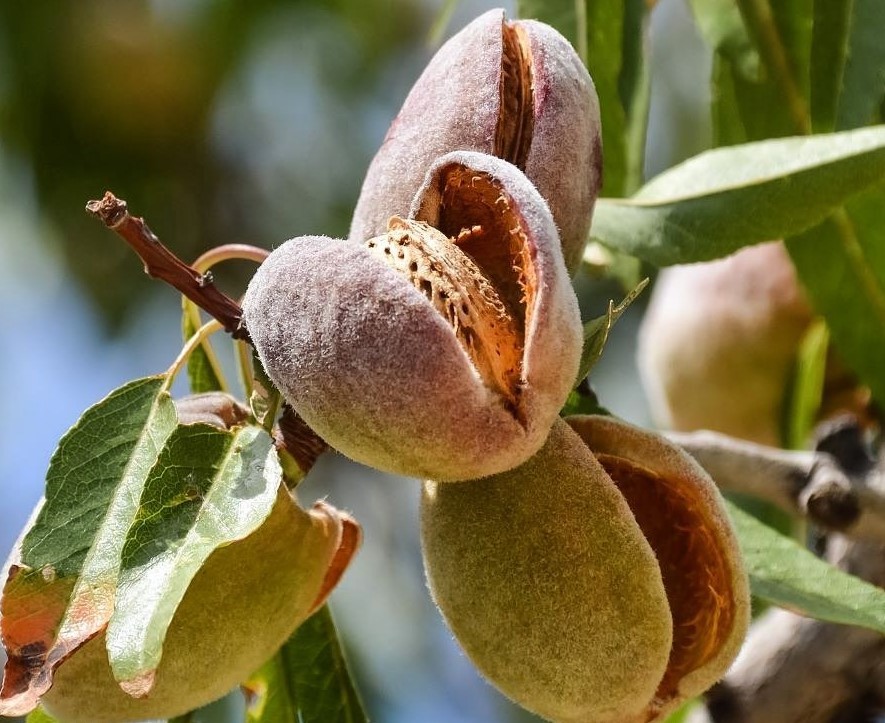 Prunus Amygdalus (Almond)