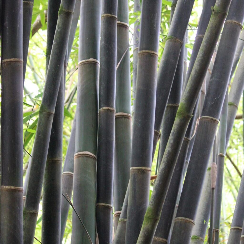 Java Black Bamboo (Gigantochloa Atroviolacea)