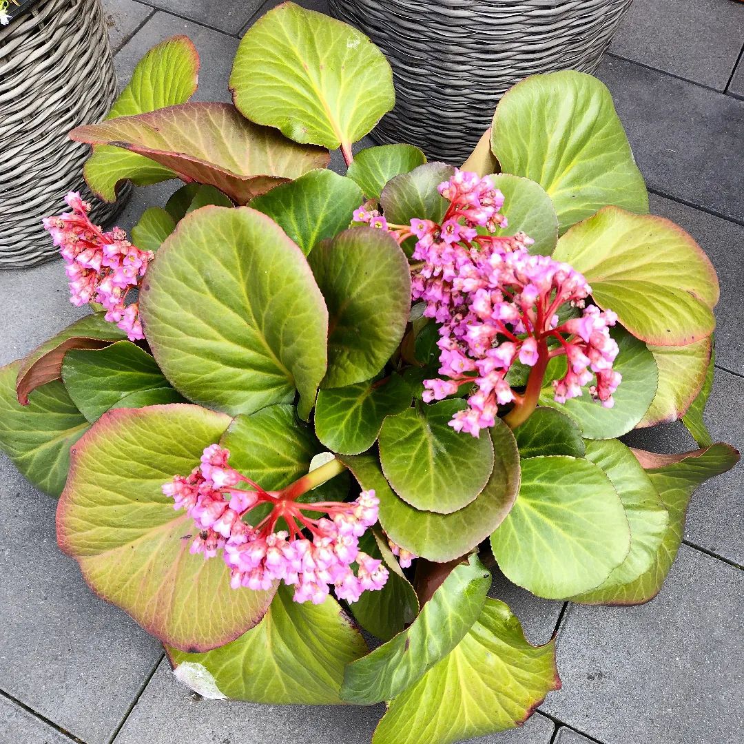 7 Most Popular Types Of Bergenia Pictorial Guide