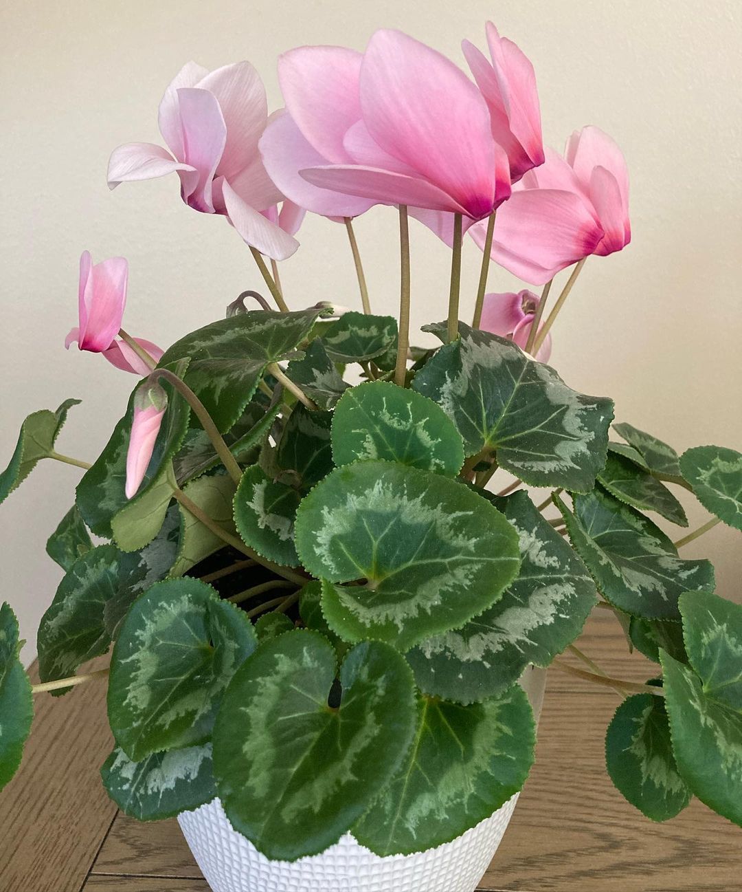 21 Types Of Cyclamen Pictorial Guide