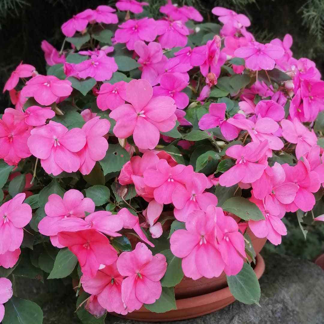 29 Most Popular Types Of Impatiens Pictorial Guide