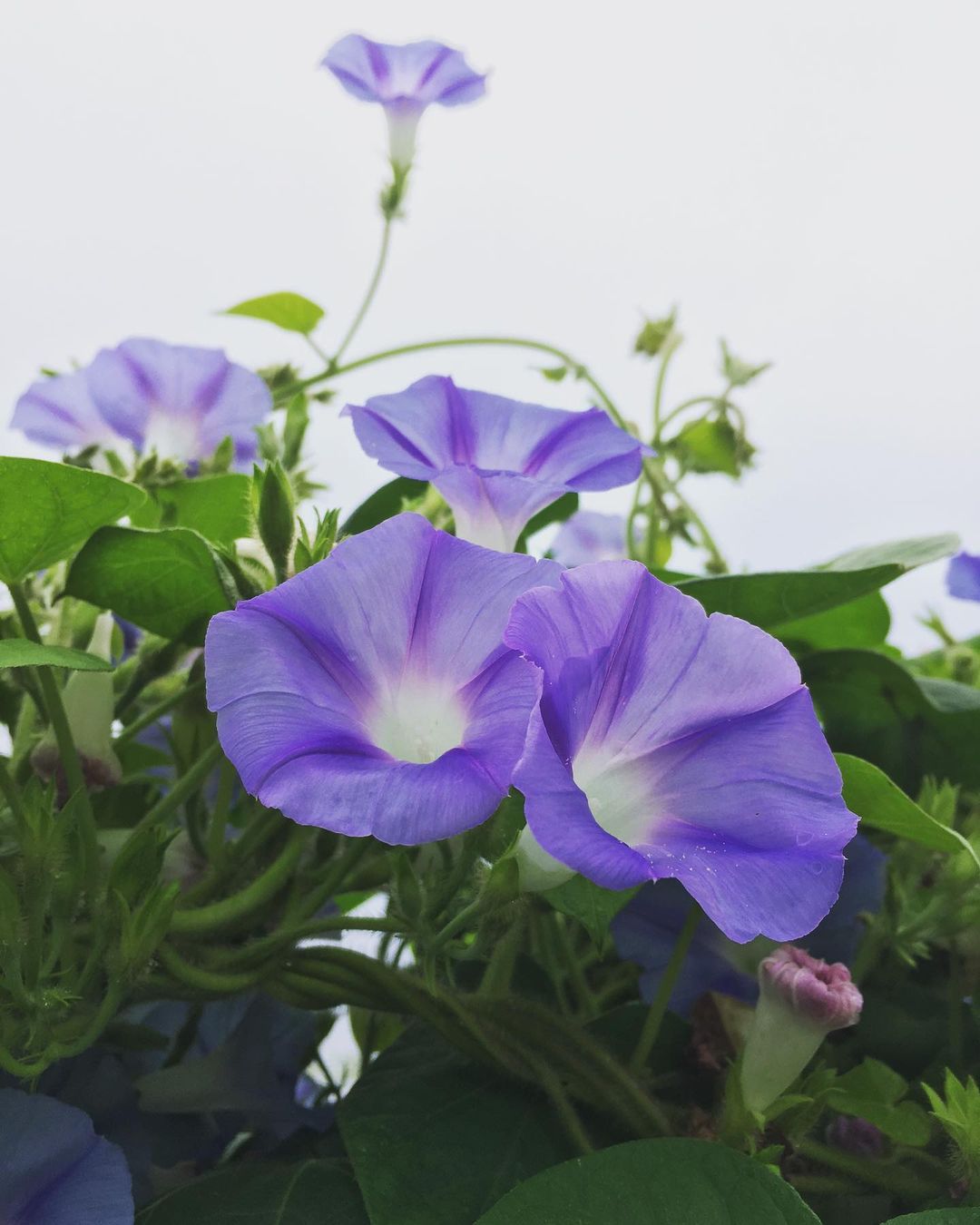 30 Most Popular Types Of Ipomoea Pictorial Guide