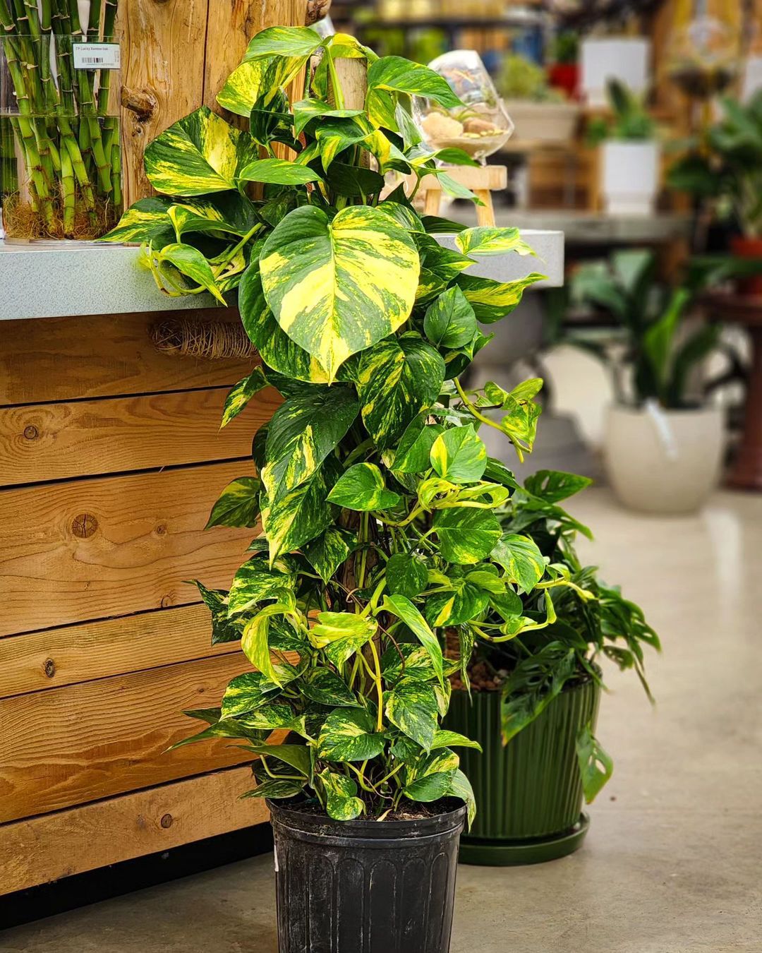 Green up Your Daughter's Room with Adorable Houseplants