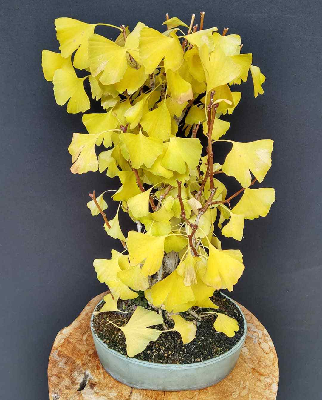Ginkgo Pictorial Guide