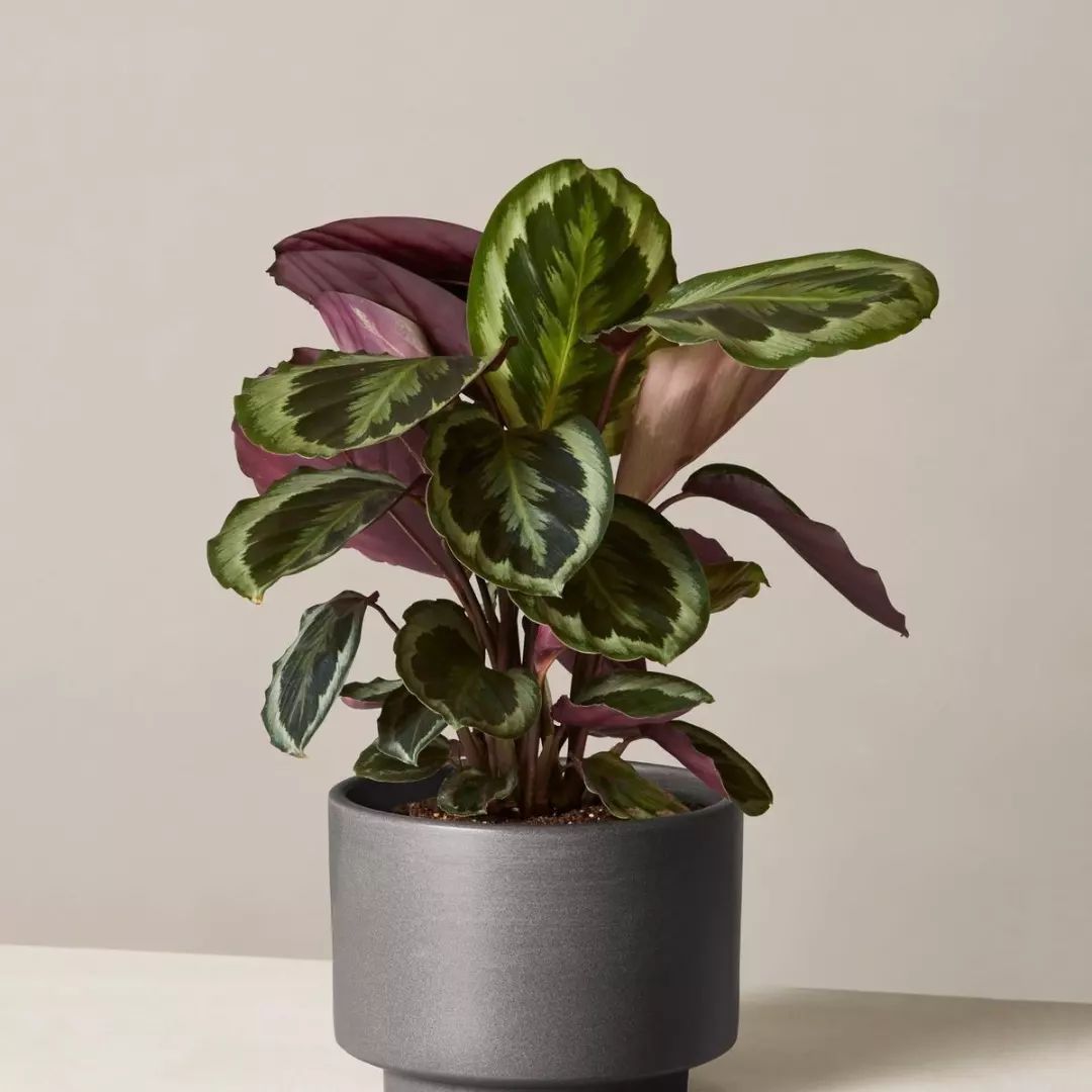 Indoor Plant Watering 101: Expert Dos and Don'ts Guide