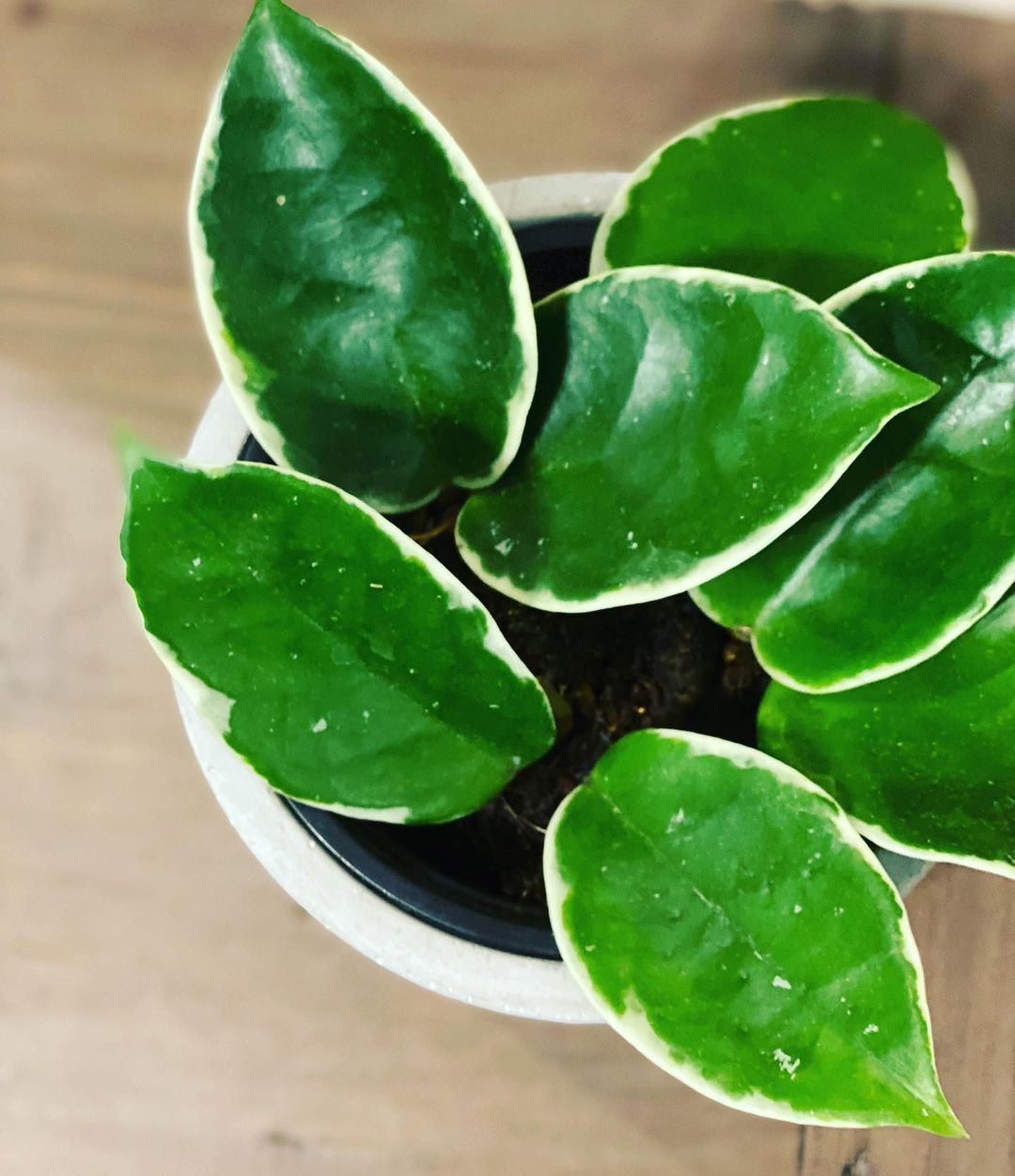 Plant-Challenged? Try these Easy Care Houseplants and Stop Killing Your Greens!