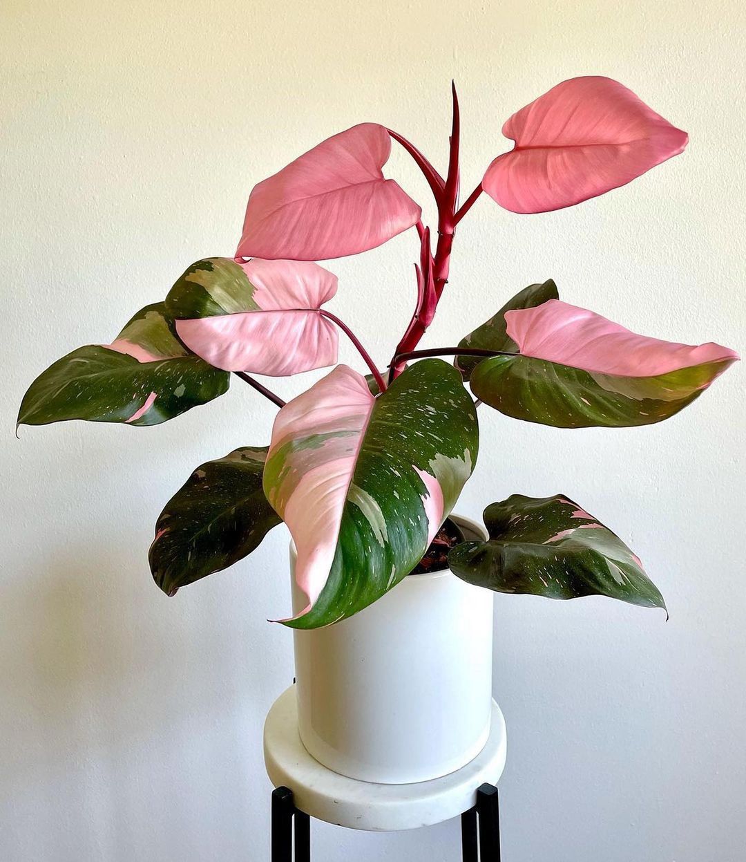 10 Pink Houseplants That Will Boost Your Mood And Reduce Stress