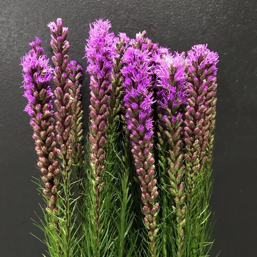 15 Most Popular Types Of Liatris Pictorial Guide
