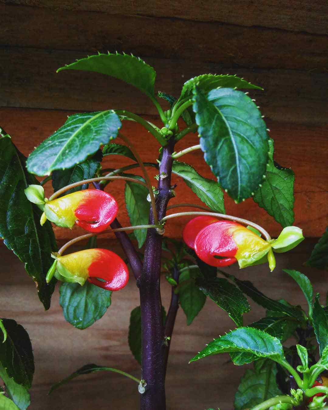 Top 5 FAQ And Answers For Impatiens