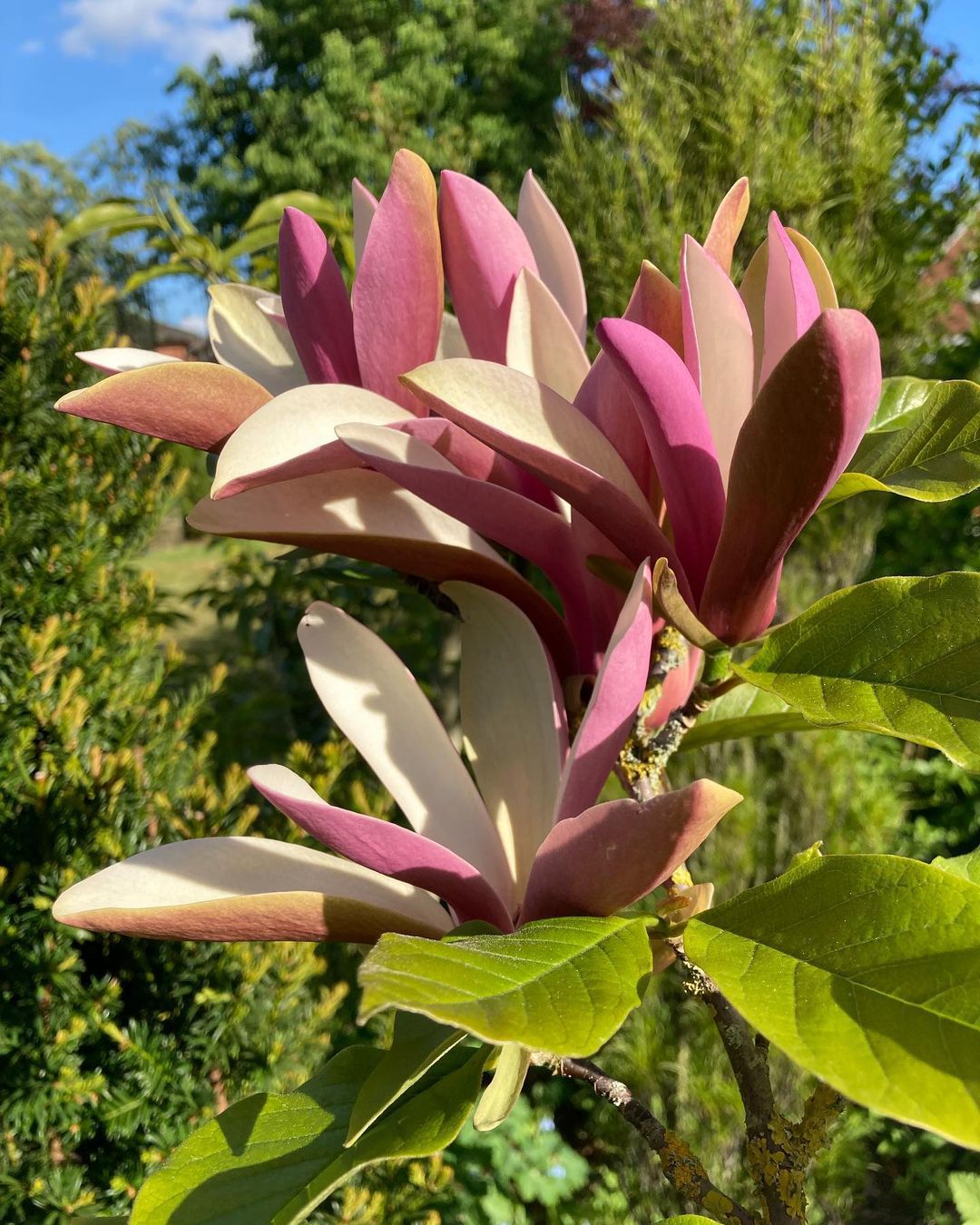 Top 10 Interesting Facts About Magnolia