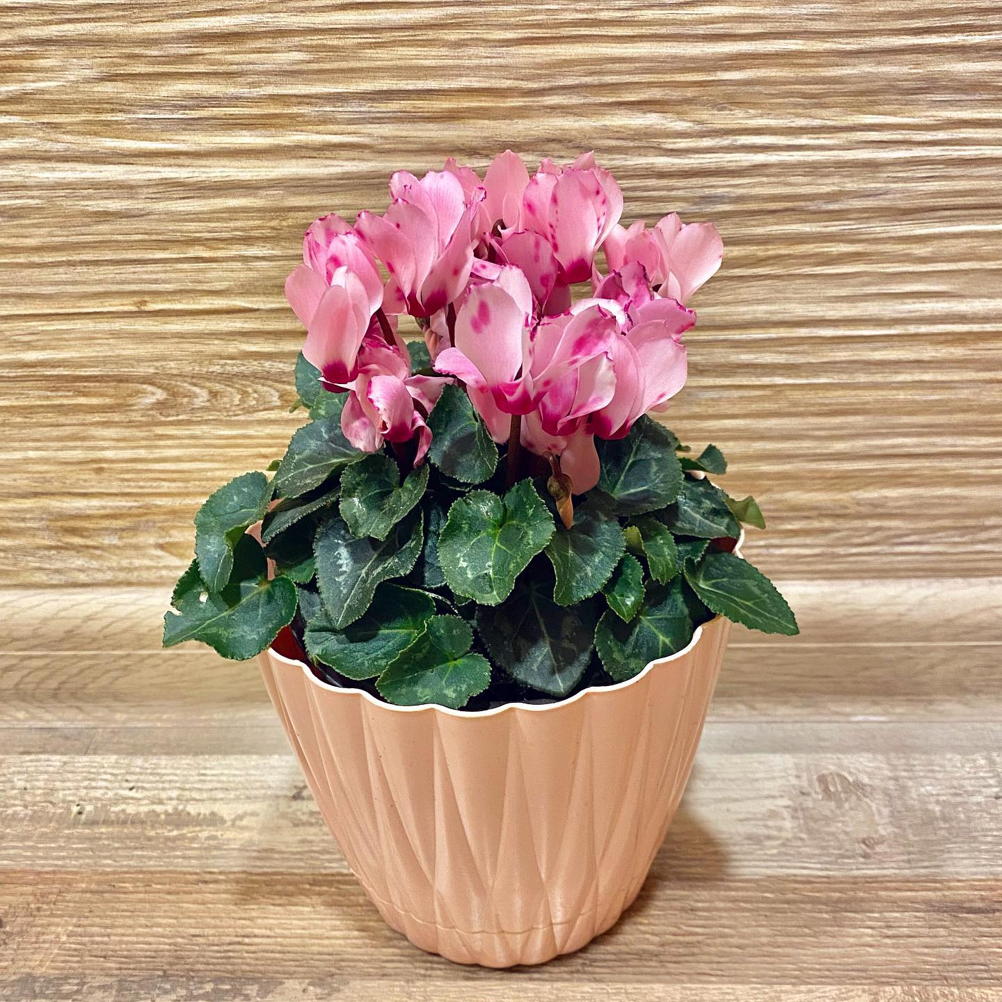 Top 10 Interesting Facts About Cyclamen