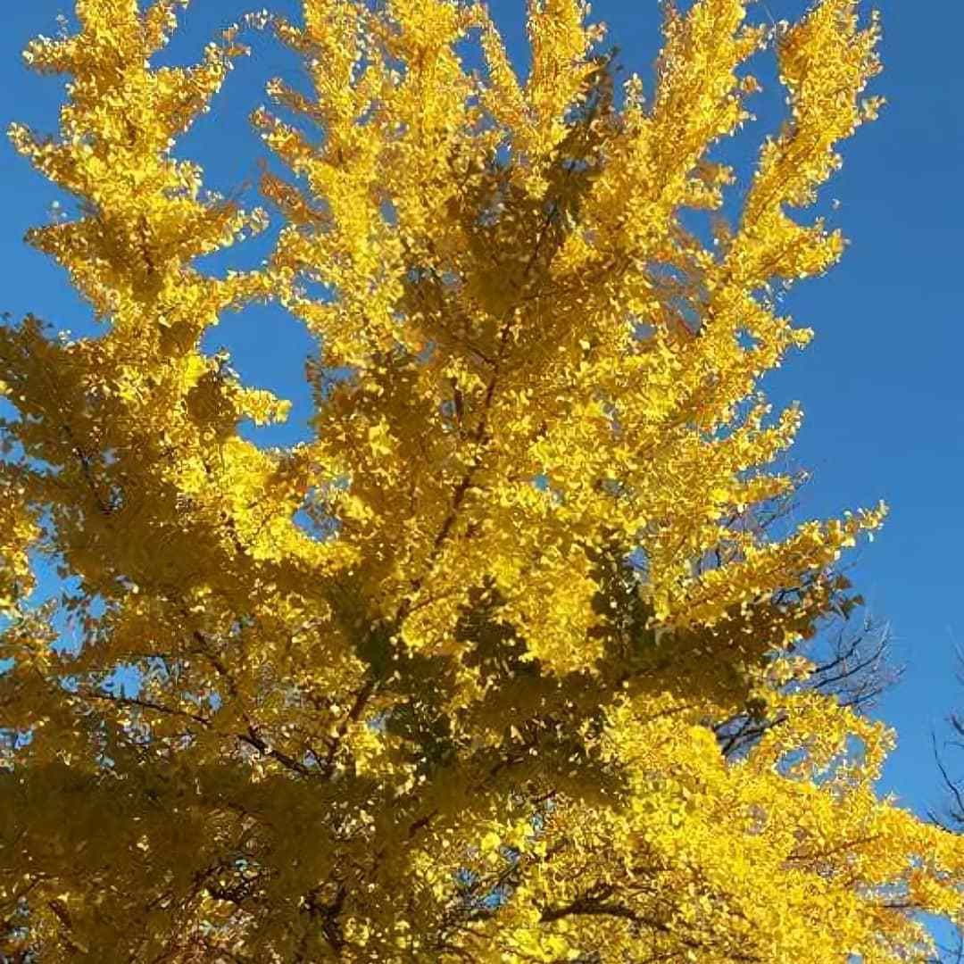 Top 10 Interesting Facts About Ginkgo