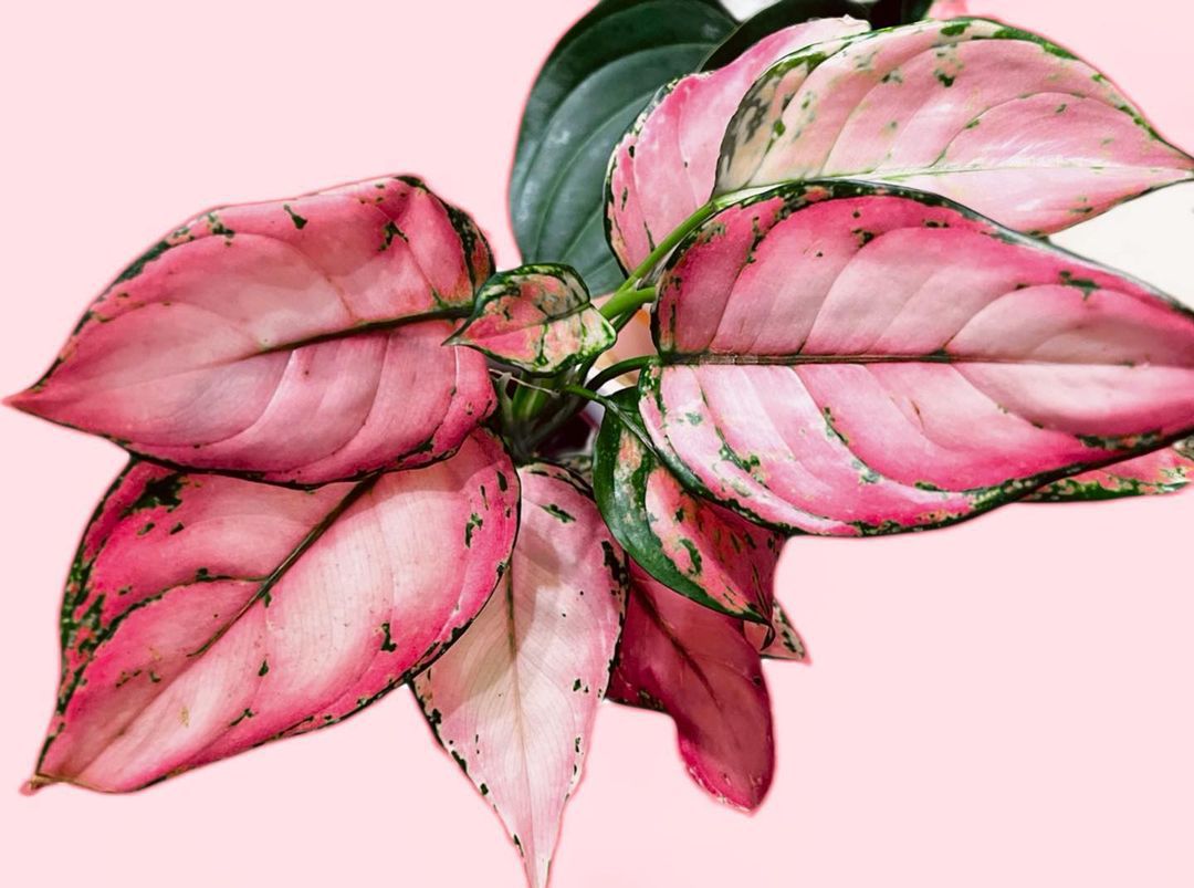 Top 10 Interesting Facts About Pink Houseplants