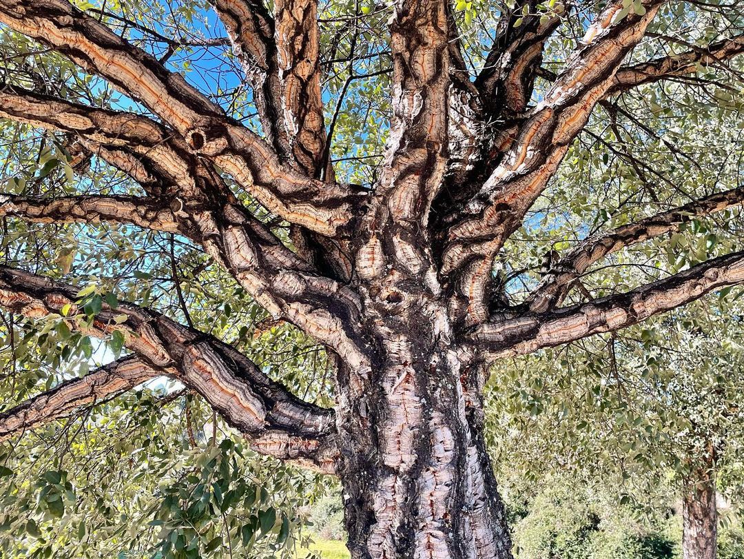 Top 10 Interesting Facts About Quercus