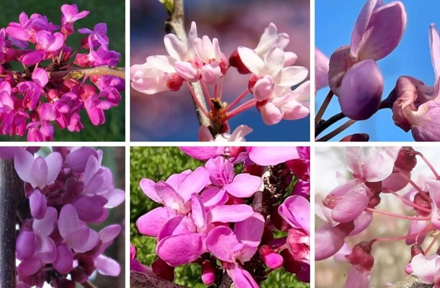 15 Popular Types Of Cercis Pictorial Guide