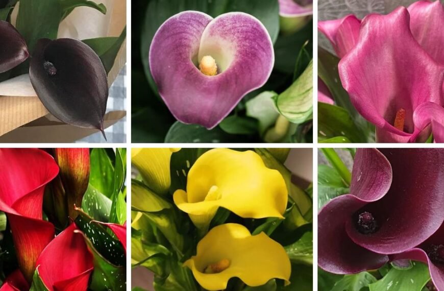 18 Popular Types Of Arum Pictorial Guide