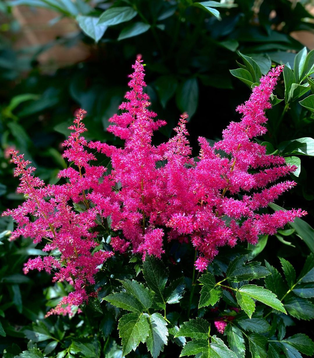 20 Most Popular Types Of Astilbe Pictorial Guide