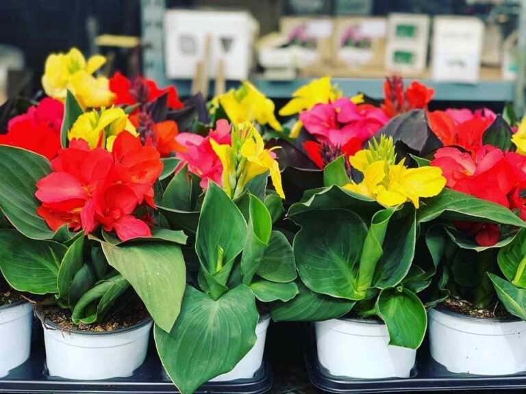 22 Popular Types Of Canna Pictorial Guide