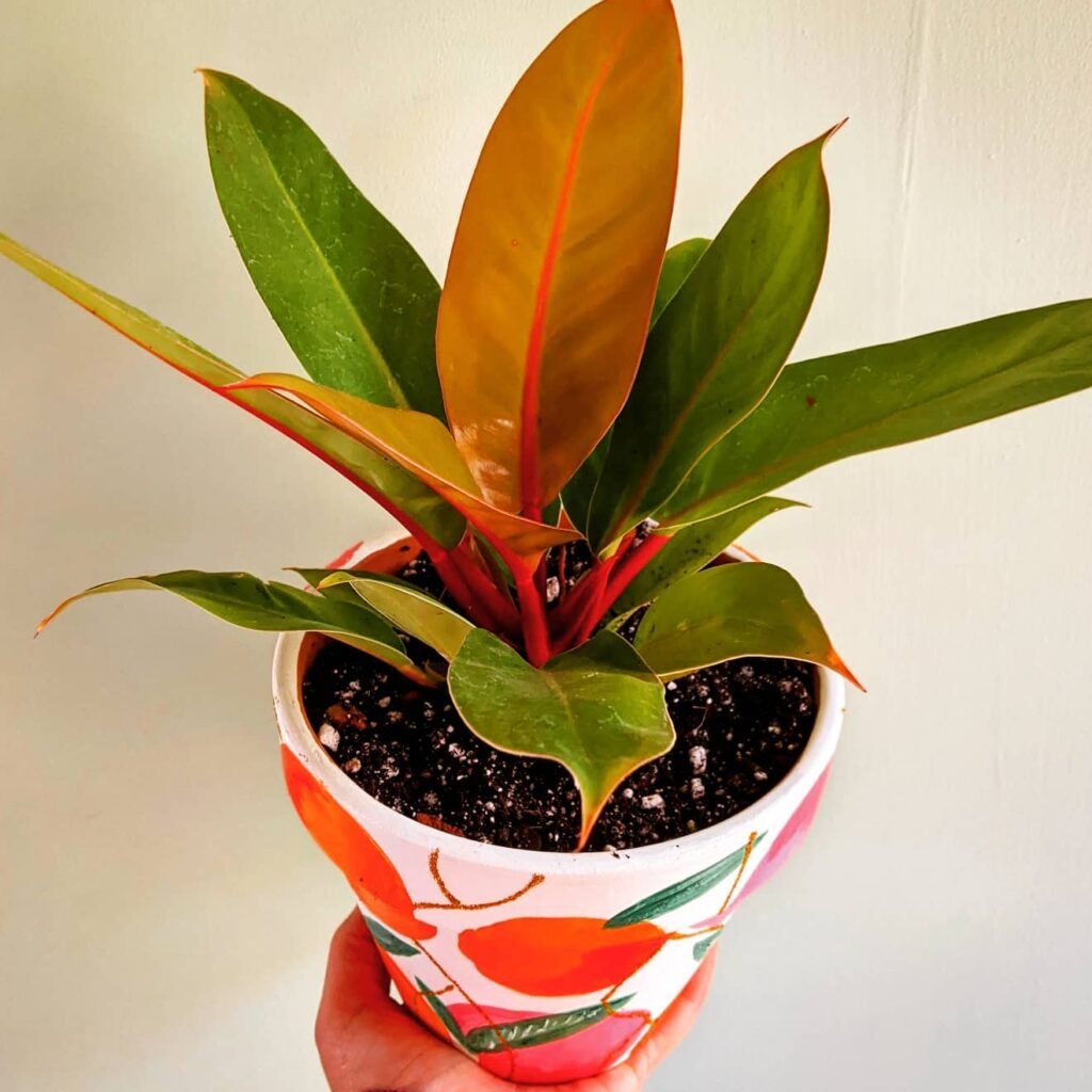 revitalize-your-garden-with-vibrant-orange-houseplants