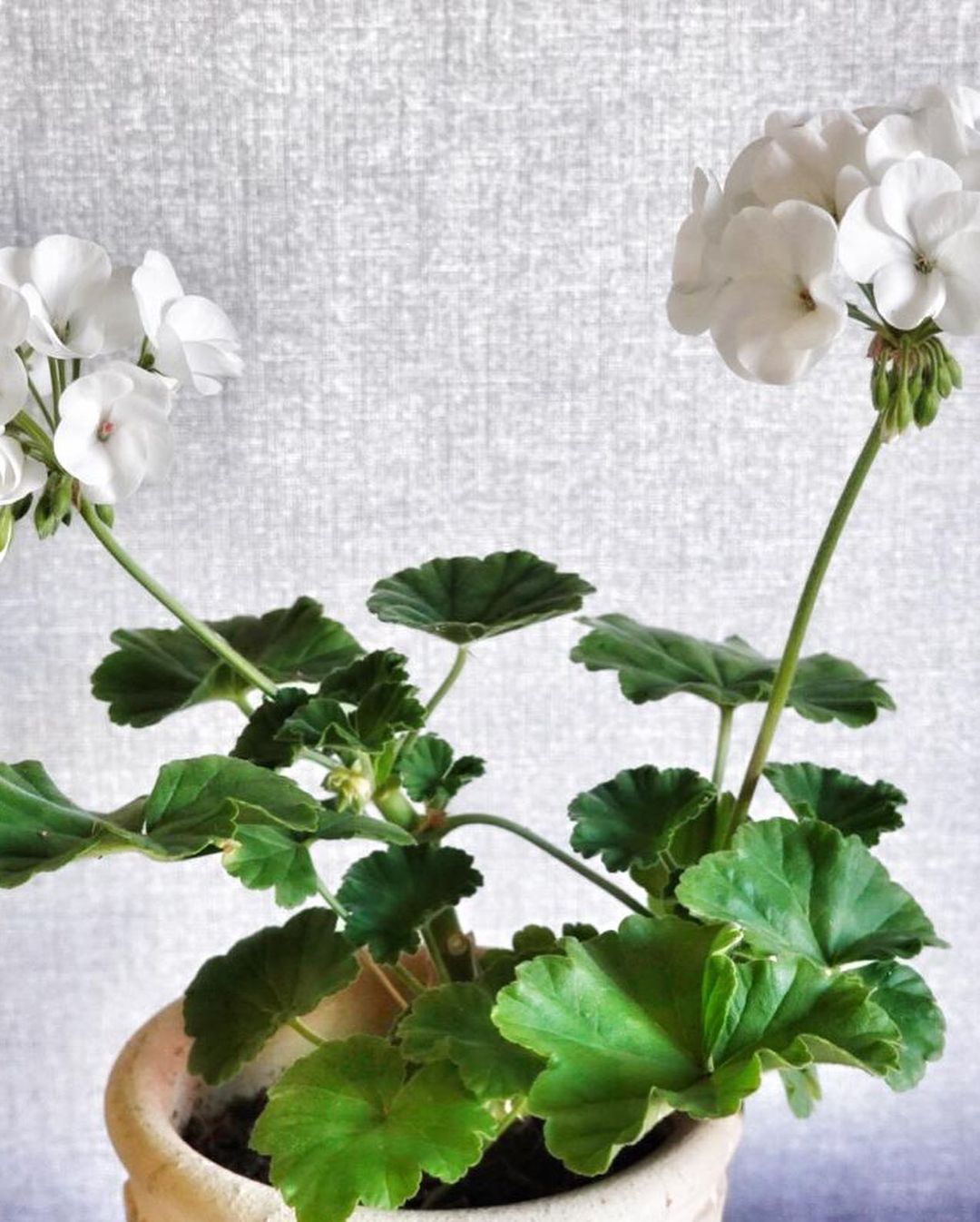 Create A Serene Oasis With These 10 White Houseplants