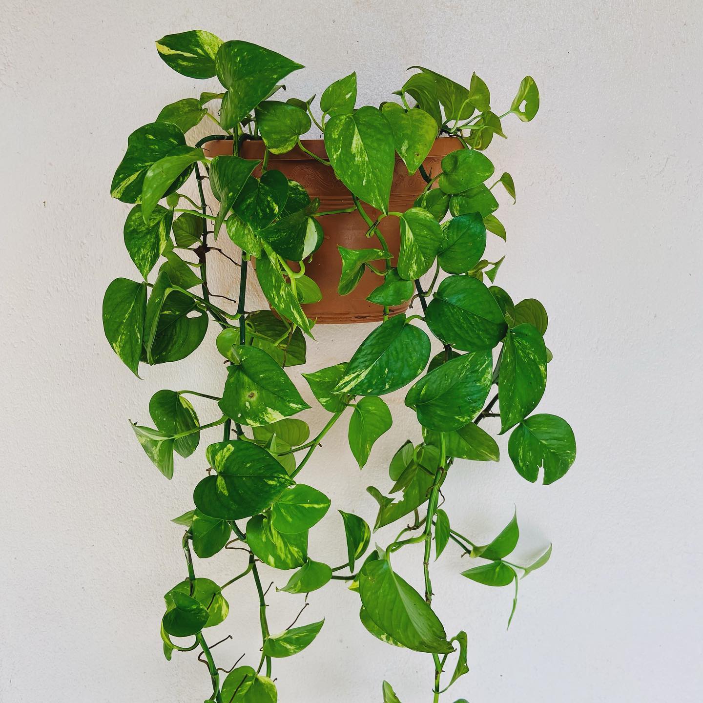 Transform Your Space With Epipremnum Aureum: The Ultimate Versatile Plant!