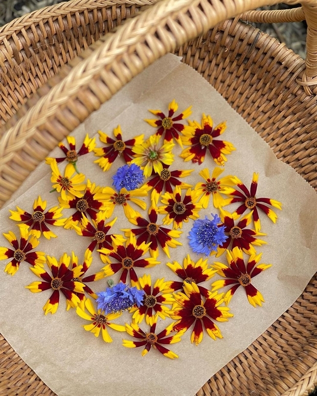20 Most Popular Types Of Coreopsis Pictorial Guide