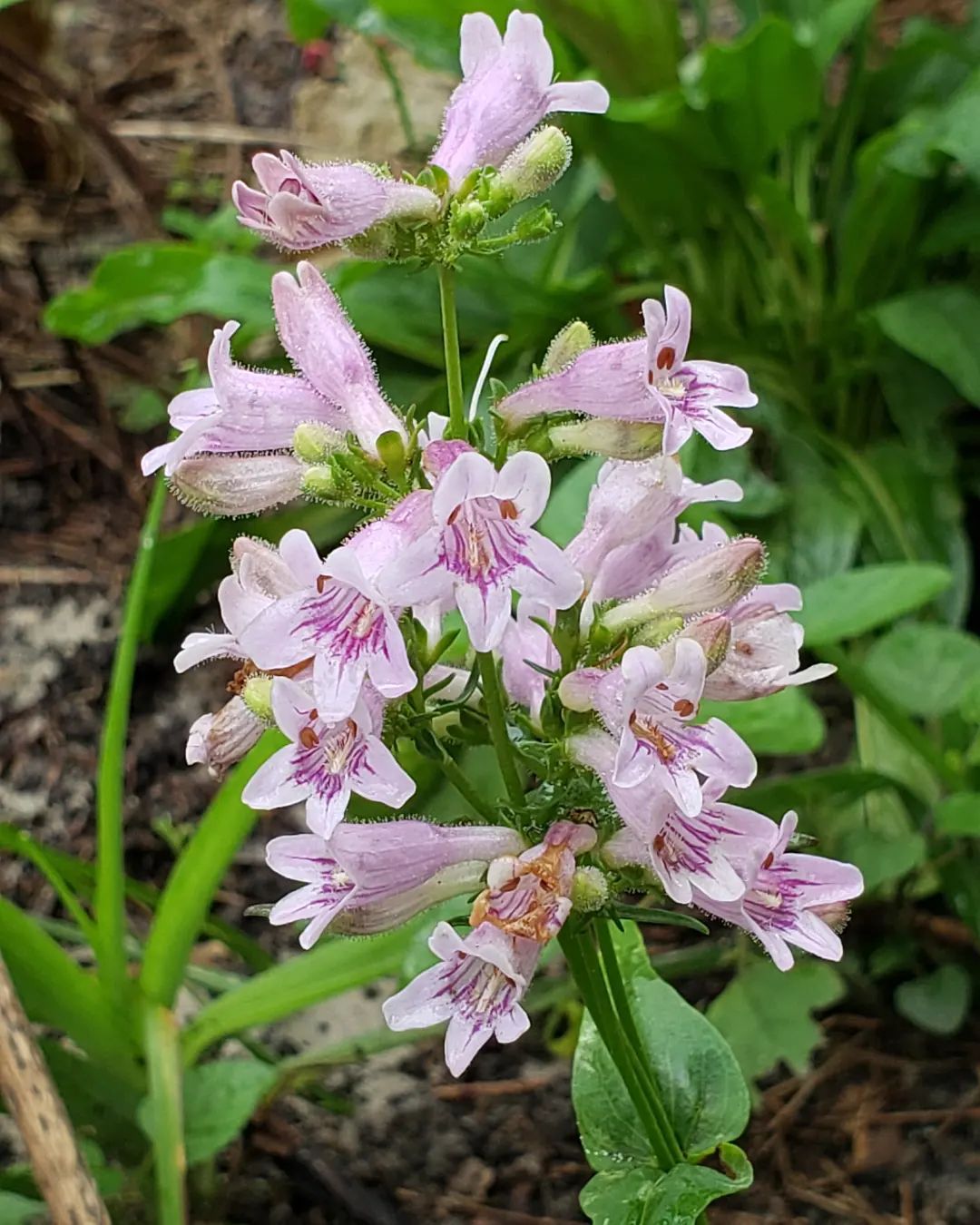 30 Most Popular Types Of Penstemon Pictorial Guide