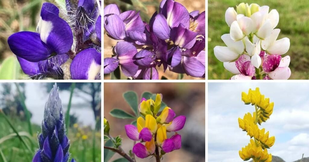 20 Popular Types Of Lupinus Pictorial Guide