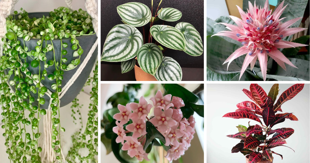 22 Super Cool Houseplants You Need In Your Collection