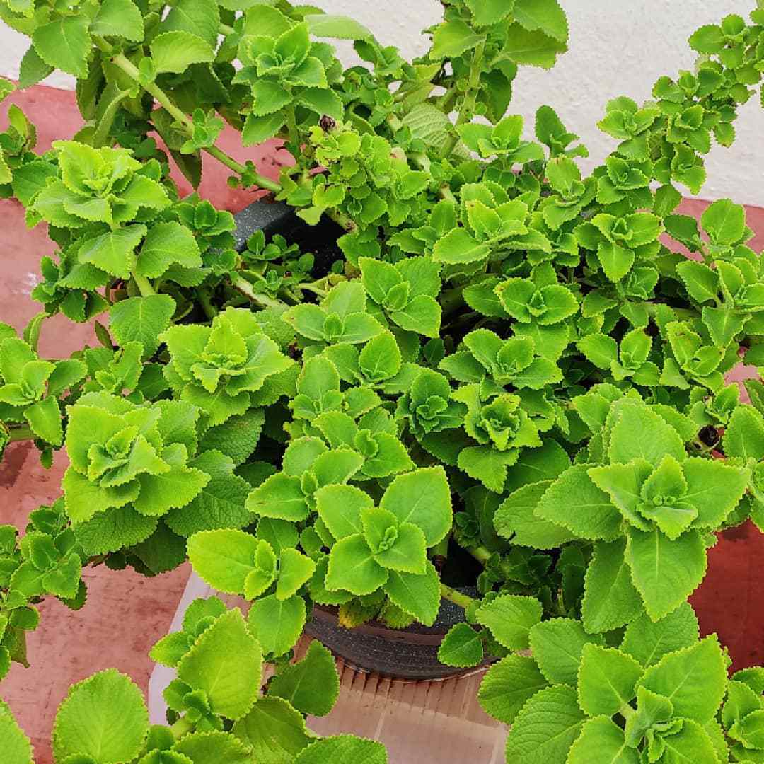 Growing And Caring For Mosquito Repellent Houseplants