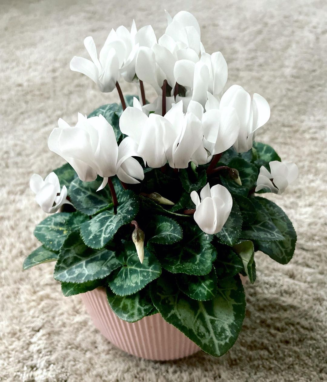 21 Types Of Cyclamen Pictorial Guide