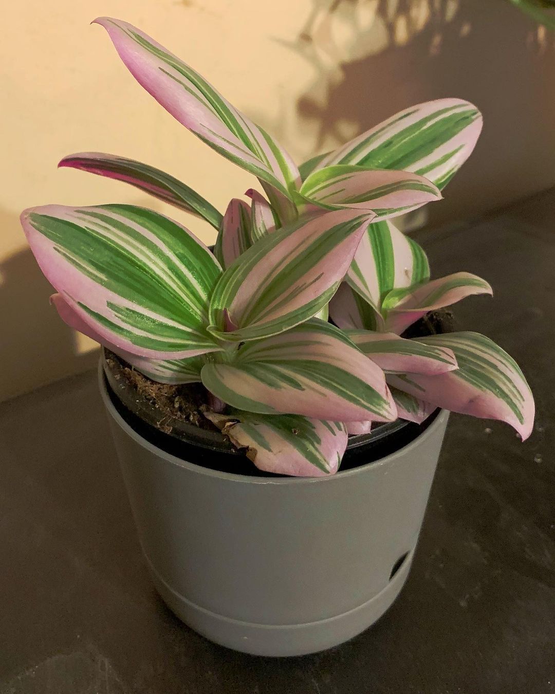 Top 5 FAQ And Answers For Pink Houseplants