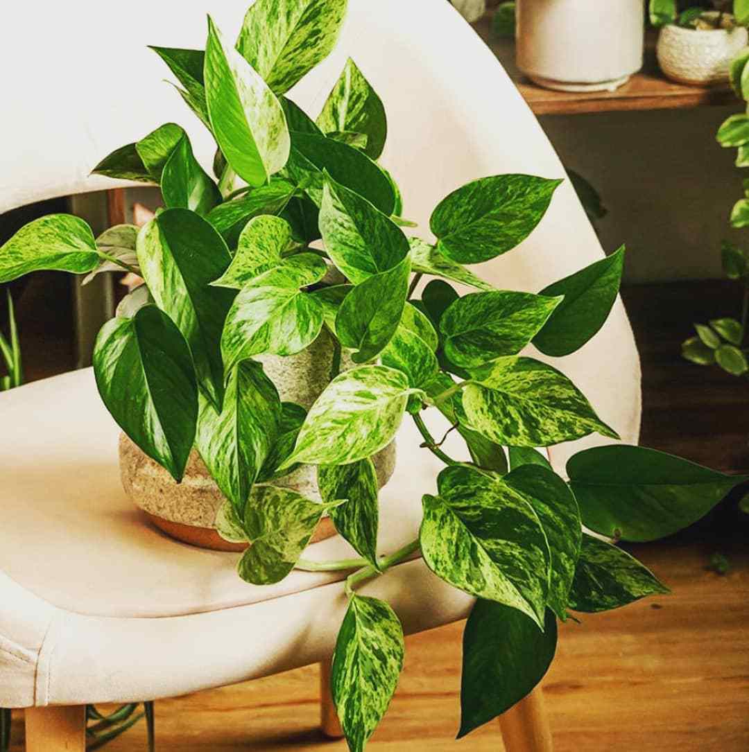 Breathe Easy With These Air Purifying Houseplants!