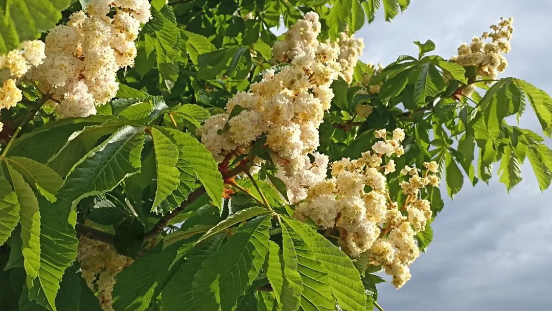 15 Most Popular Types Of Aesculus Pictorial Guide
