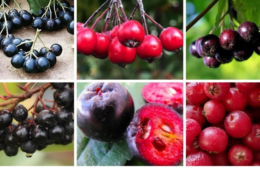 3 Types Of Aronia Pictorial Guide