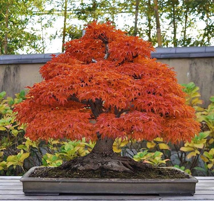 30 Most Popular Types Of Acer Pictorial Guide