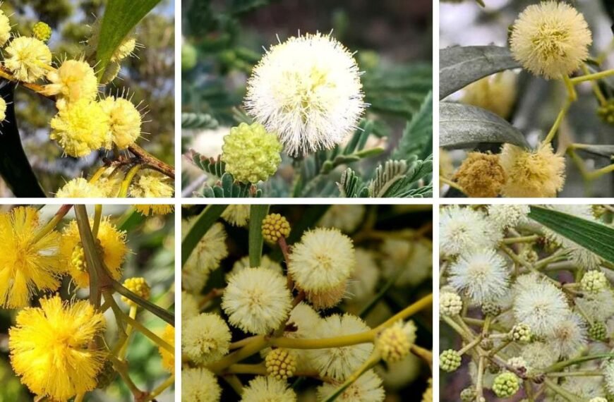 30 Popular Types Of Acacia Pictorial Guide