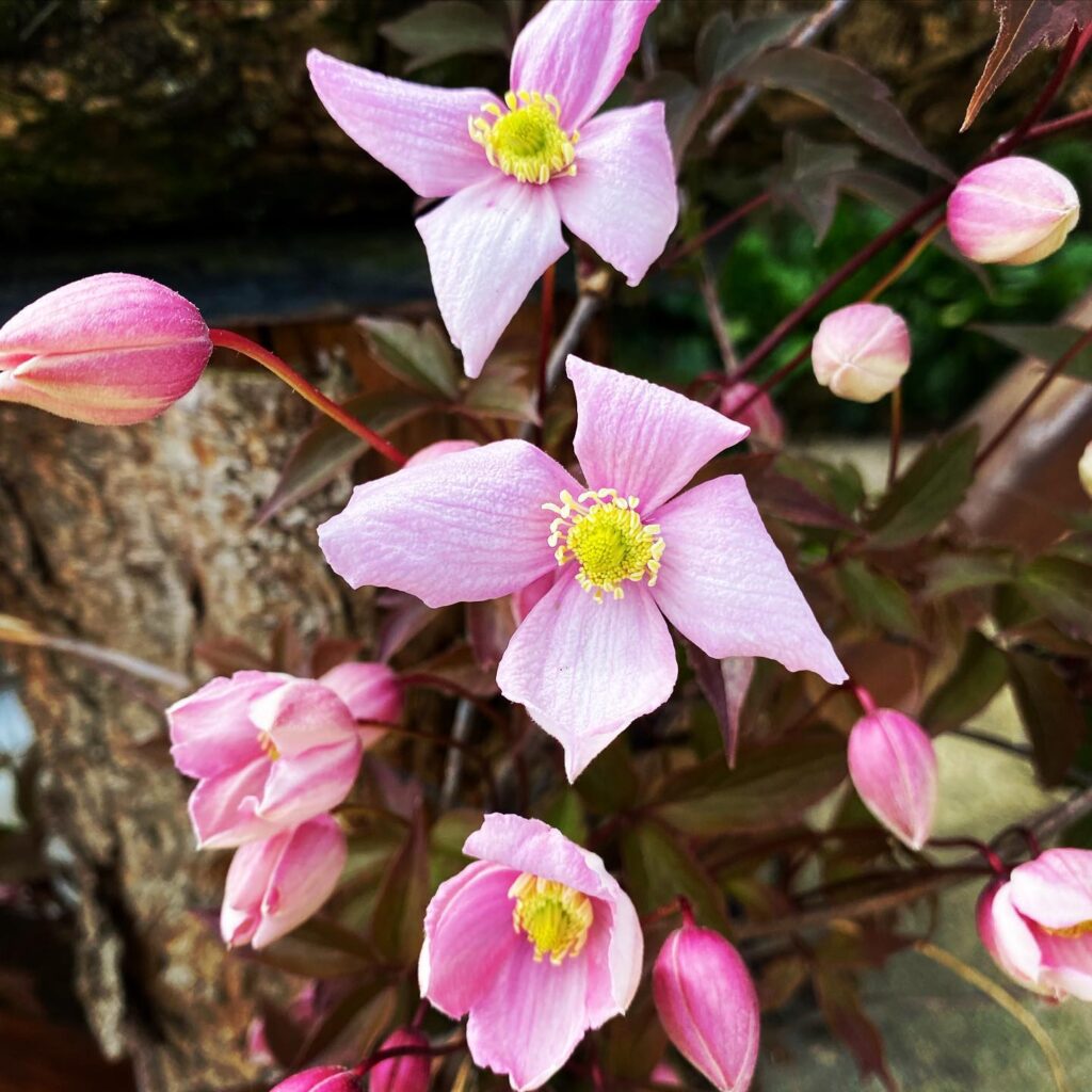 Pink Flowering Plants: A Beautiful Addition To Your Garden