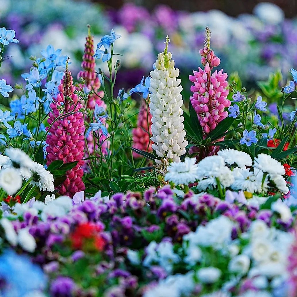 How To Grow and Care For Lupinus