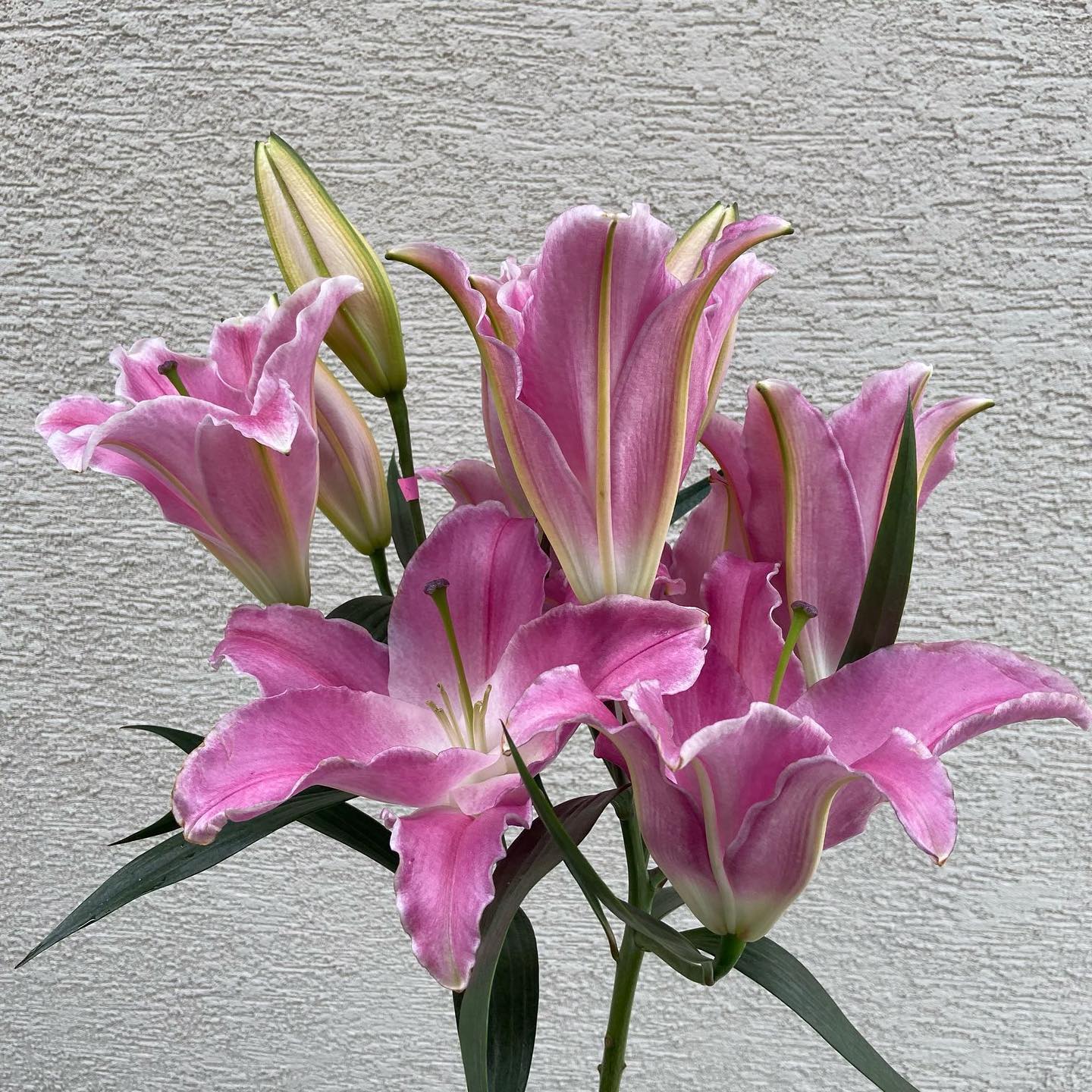 How To Grow And Care For Lilium