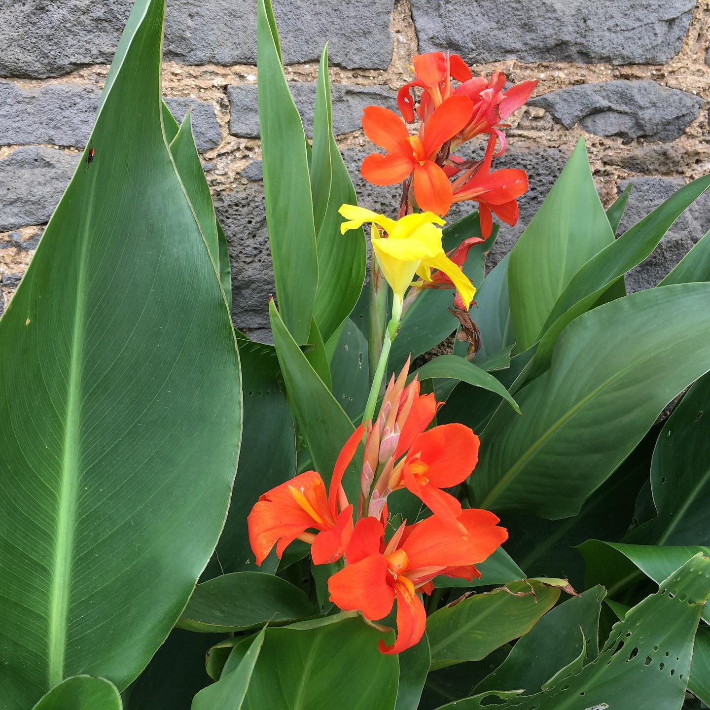 How To Grow And Care For Canna