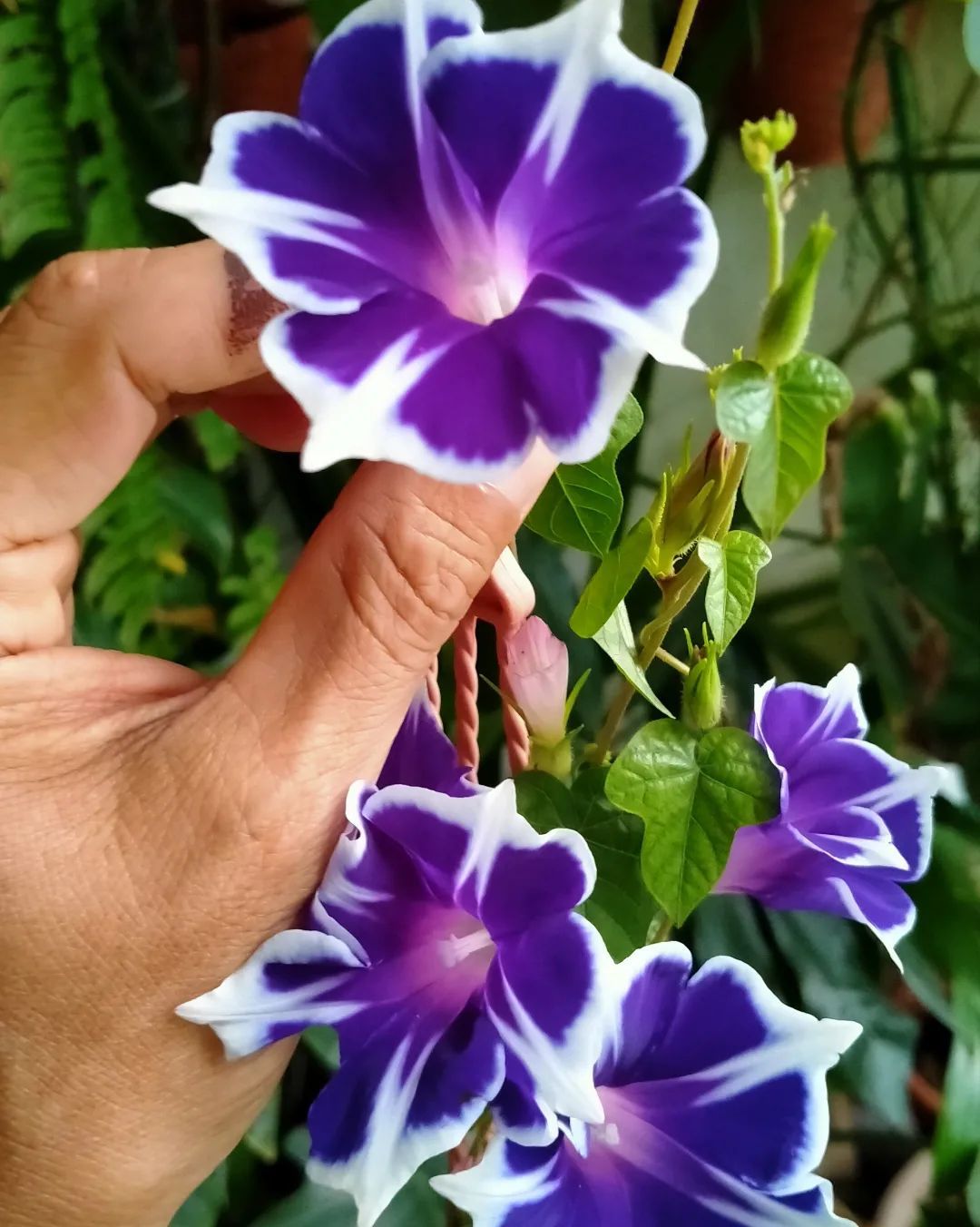 How To Grow And Care For Ipomoea
