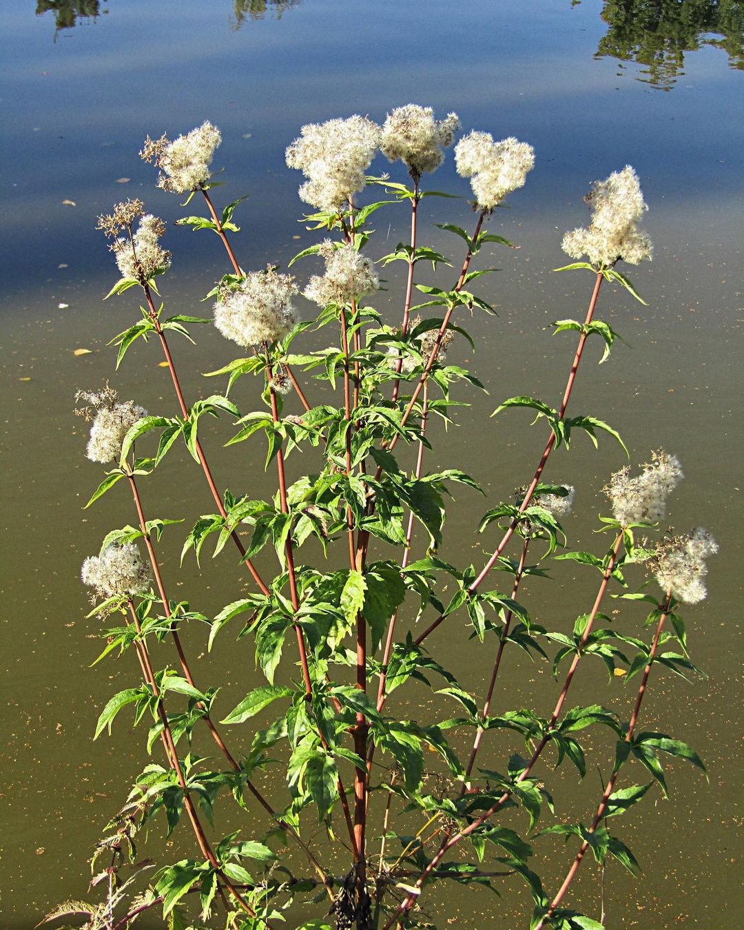 How To Grow And Care For Eupatorium